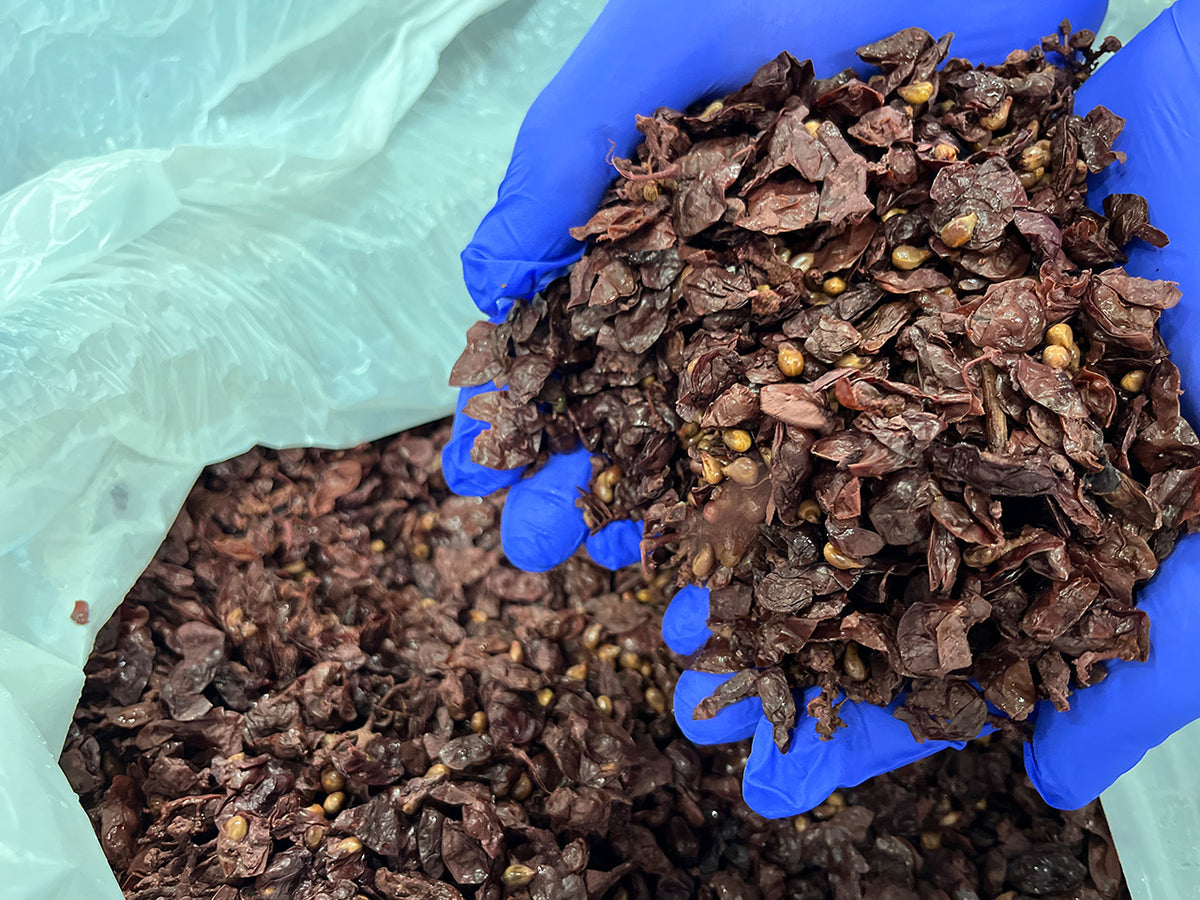 【期間限定】ワイン粕ヘイジーサワー