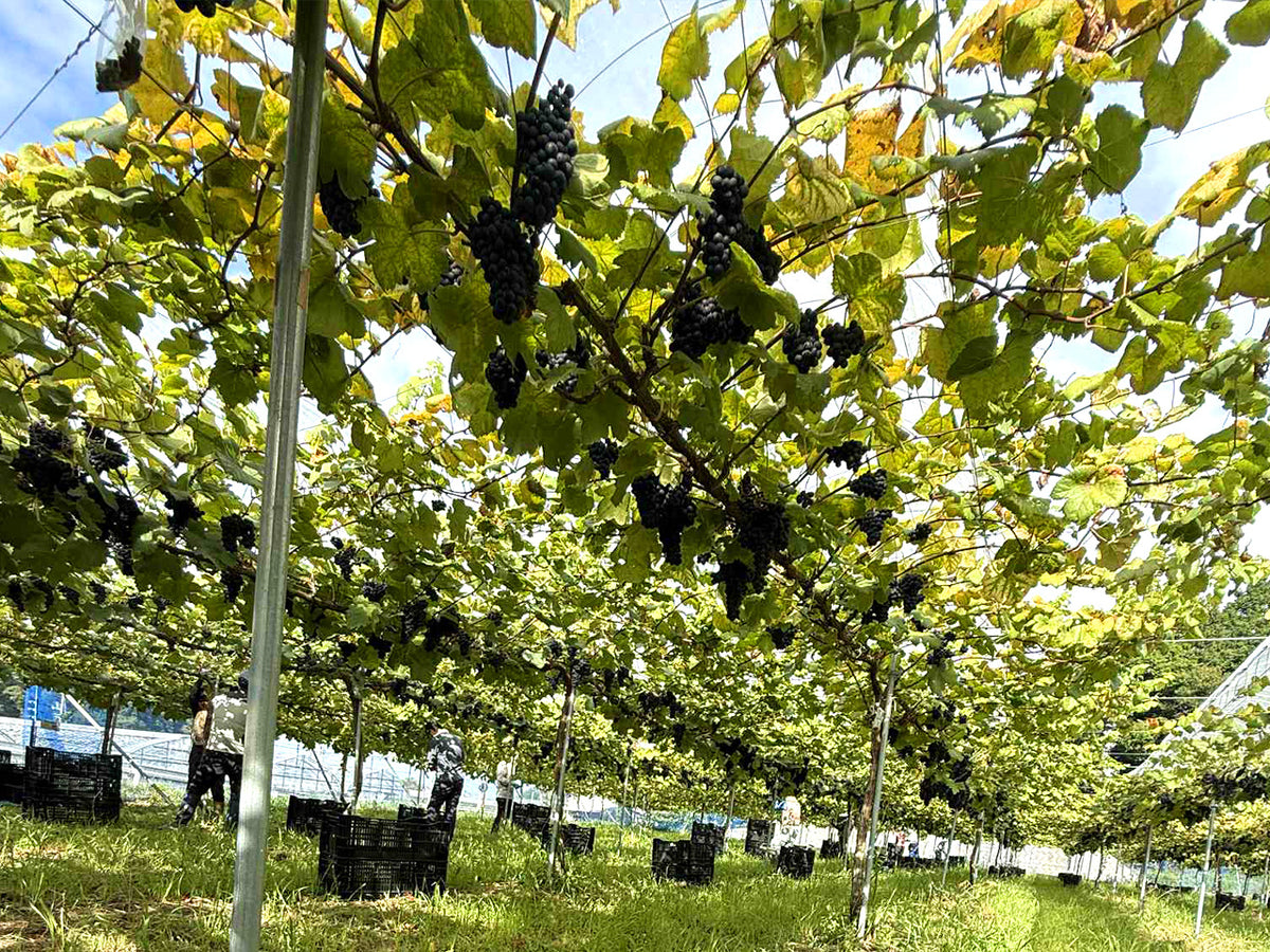 【期間限定】ワイン粕ヘイジーサワー