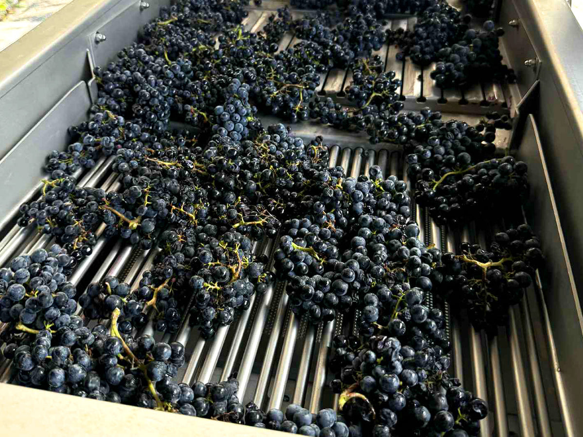 【期間限定】ワイン粕ヘイジーサワー